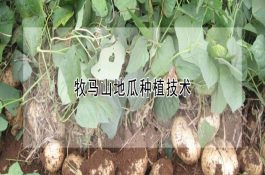 掌握节气变化（养好小尾寒羊）