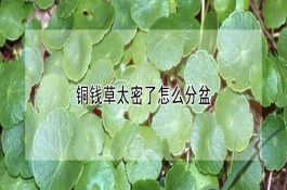 奶牛冬季管理技术要点