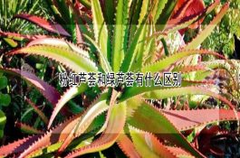 粉红芦荟和绿芦荟有什么区别 粉红芦荟和绿芦荟有什么区别