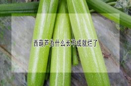 鸡煤气中毒的防治