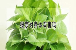 绿萝对身体有害吗 绿萝对身体有害吗