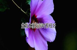 肉鸡腹水综合症诊断与防制措施