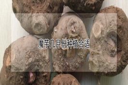 肉鸡肾脏病变的防治与分析
