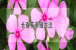 长春花养殖方法(详解)