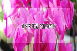 仙客来花适合室内养吗