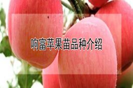 秸秆喂猪占多大比例好