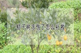 蛋鸡脂肪肝综合症FLS的防治