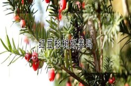 关于笋壳鱼养殖方法改进介绍