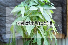 1米高的发财树用多大盆合适 1米高的发财树用多大盆合适