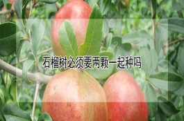 夏季谨防蛋鸡病原性腹泻