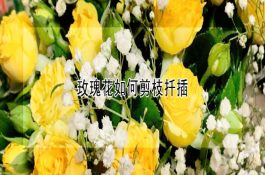 稻田养鱼的日常管理技术要点