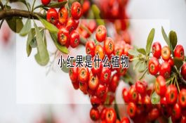 中草药喂鸡（铺就创新致富路）