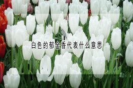 肉鸡对光照有什么特殊要求？