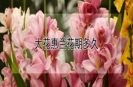 大花惠兰花期多久 大花惠兰花期多久