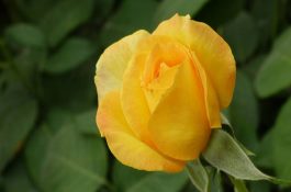 黄玫瑰花语是什么(详解)