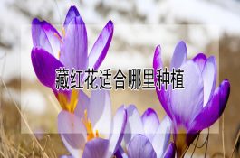 果园养鸭要点
