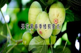 提高羊只繁殖力的措施要点