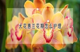 大花惠兰花期怎么护理
