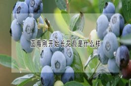 优良肉用羊（萨福克、无角多赛特、特克塞尔简介）