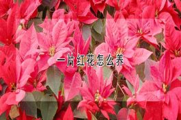 鸭的营养代谢病-维生素D缺乏与钙、磷代谢障碍（上）