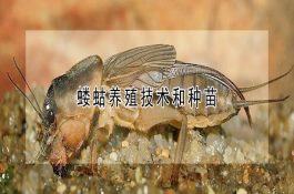 羊硬蜱病的防治技术