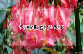 如何选用鱼用催产素及注意事项 如何选用鱼用催产素及注意事项