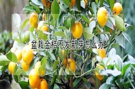 鸡新城疫和肿头型大肠杆菌病并发症的诊治