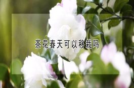 鸡马立克氏病继发大肠杆菌病的诊断