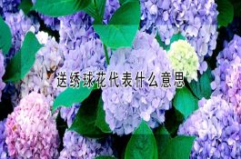 催产亲鱼的护理措施
