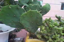 肉牛安全小区化生产技术要点