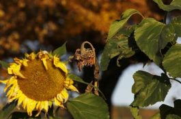 治犊牛脐炎良方