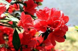 杜鹃花有哪些常见品种(杜鹃花品种图片大全) 杜鹃花有哪些常见品种(杜鹃花品种图片大全)