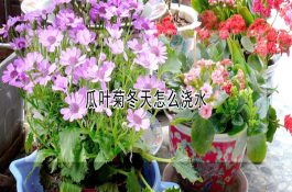 养鸡生物安全工程的基本原理