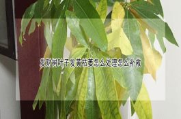 公鸡阉割技术