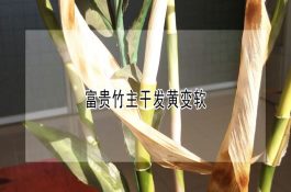 提高种鸡受精率措施