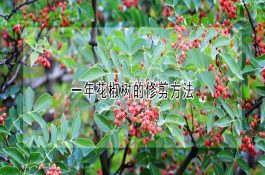 复方抗菌药―燕塘强力抗菌星