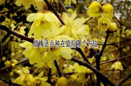 蛋鸡场药物的选择与使用