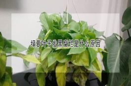 绿萝叶子发黑腐烂是什么原因 绿萝叶子发黑腐烂是什么原因