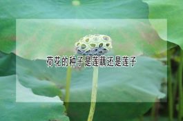 鸡支原体病并发大肠杆菌感染的诊治