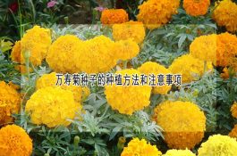 青山羊