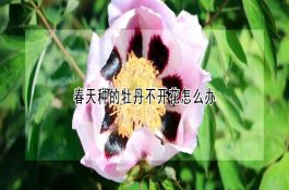 春天种的牡丹不开花怎么办 春天种的牡丹不开花怎么办