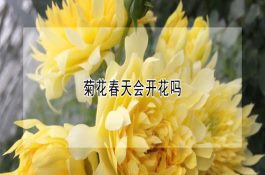 斗鸡选种十大秘诀