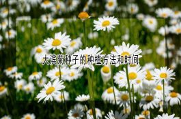 珍珠鸡的冬季养殖