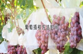 鸡的眼病鉴别治疗