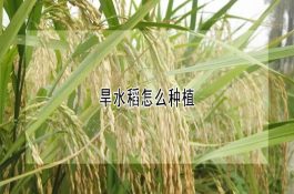 旱水稻怎么种植？种植关键环节要抓牢