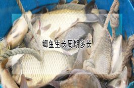 六措施提高雏鸡成活率