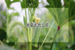 鸡怎么养才好？饲养管理与日常要点