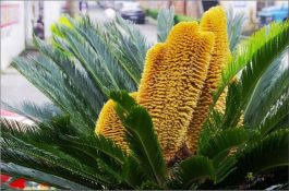 鸡传染性喉气管炎的中药疗法