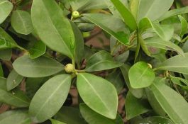 平安树掉叶子怎么办（5种原因以及处理方法）