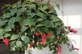 口红吊兰几天浇一次水（不同季节有着不同的浇水规律）